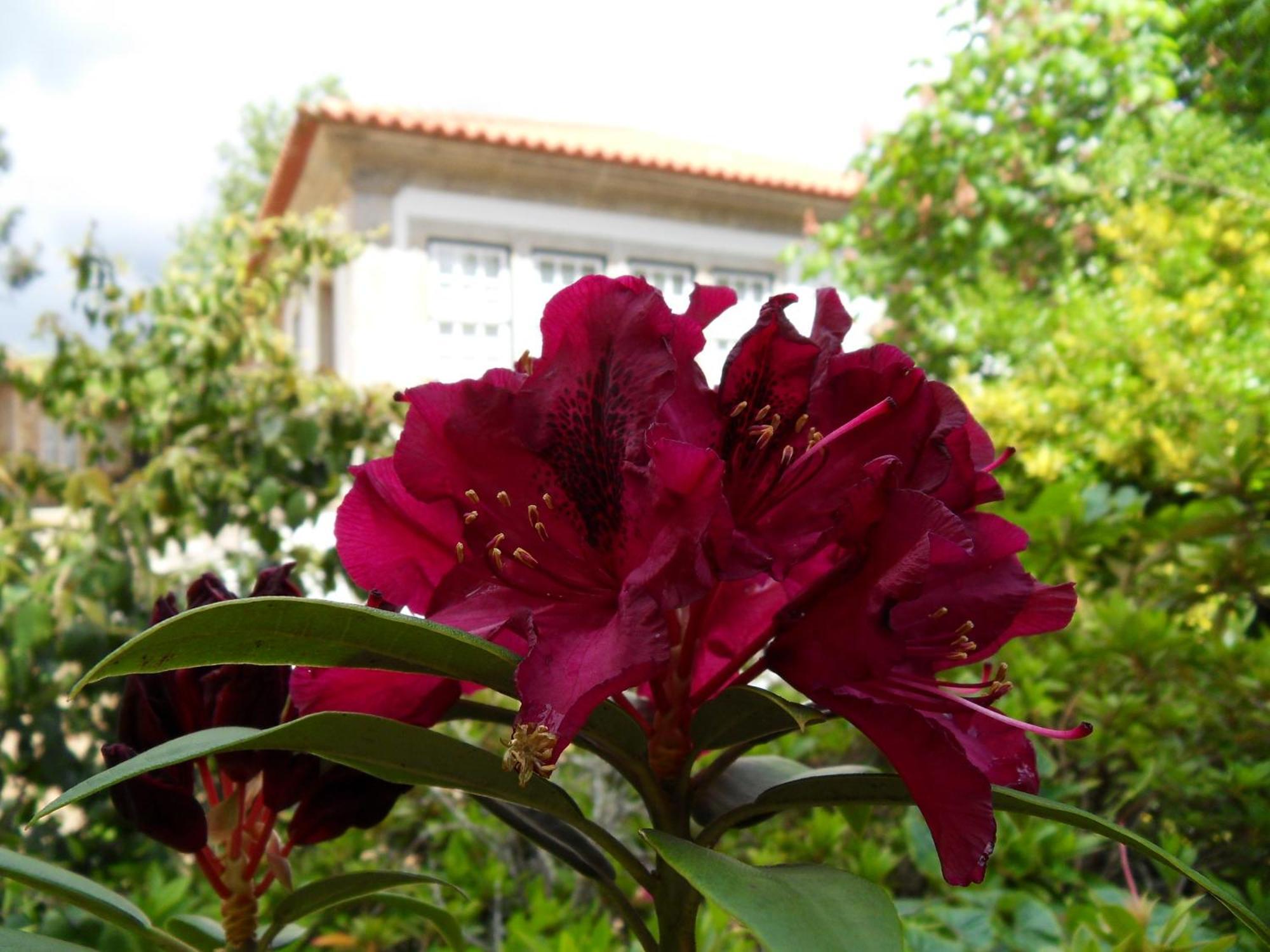 Quinta Do Bento Novo - Casa De Campo - Turismo Rural Viana do Castelo Esterno foto